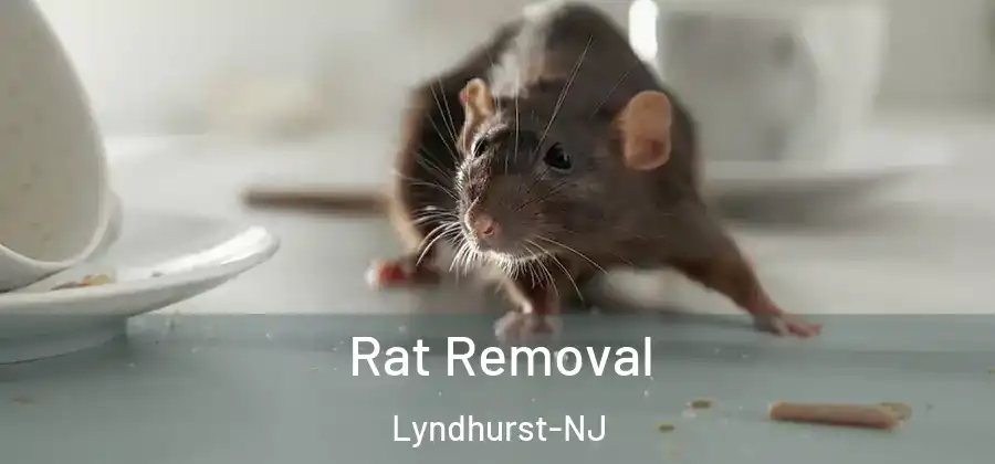  Rat Removal Lyndhurst-NJ