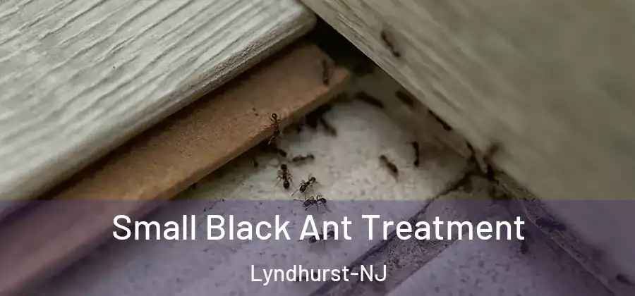  Small Black Ant Treatment Lyndhurst-NJ