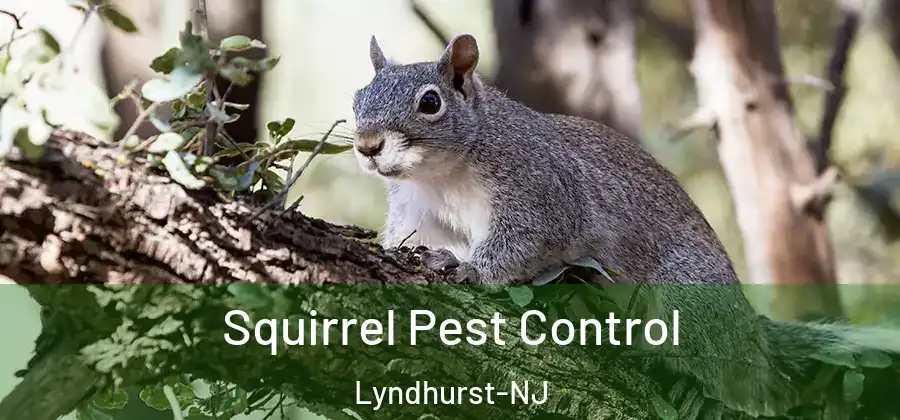  Squirrel Pest Control Lyndhurst-NJ