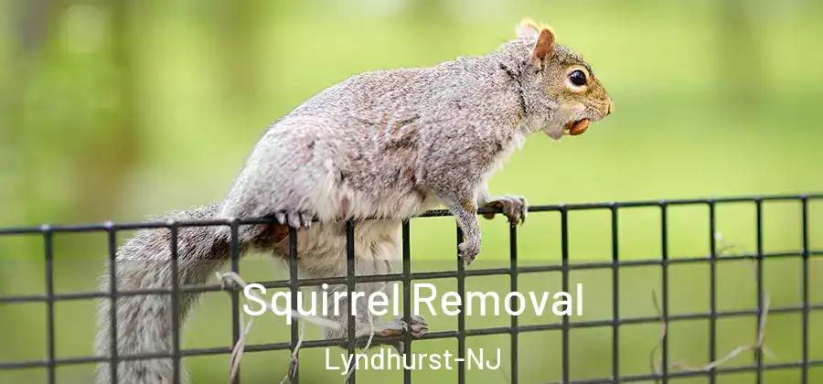 Squirrel Removal Lyndhurst-NJ