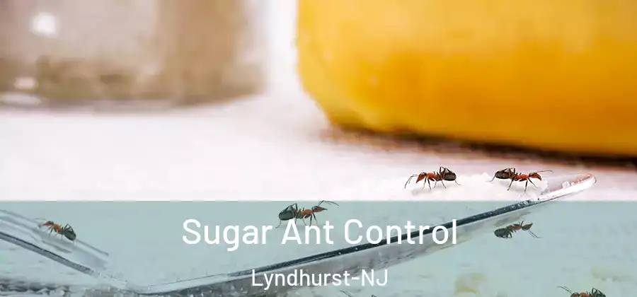 Sugar Ant Control Lyndhurst-NJ