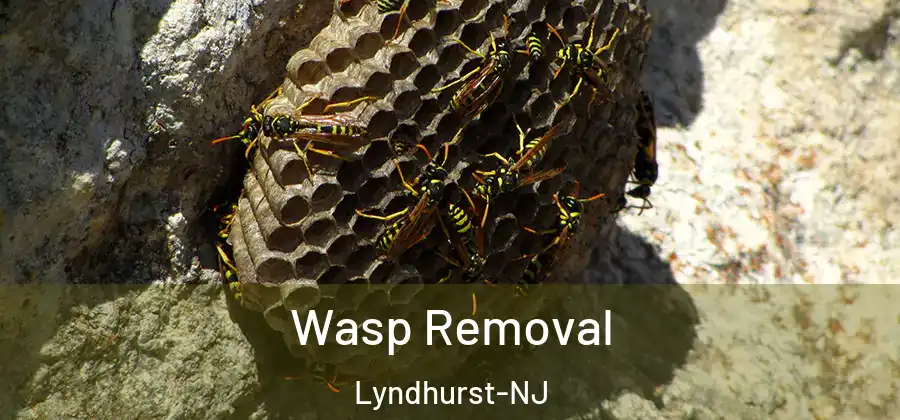 Wasp Removal Lyndhurst-NJ